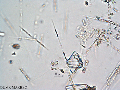 phyto/Scattered_Islands/all/COMMA April 2011/Protoperidinium conicum (P. sp23 -ancien Gonyaulax sp6 recomposé)(copy)_thumb.jpg